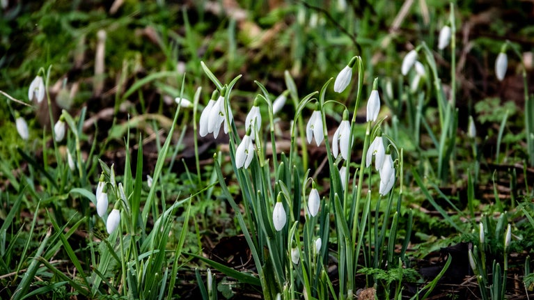 A cluster of snowdrops bloom at The Vyne.